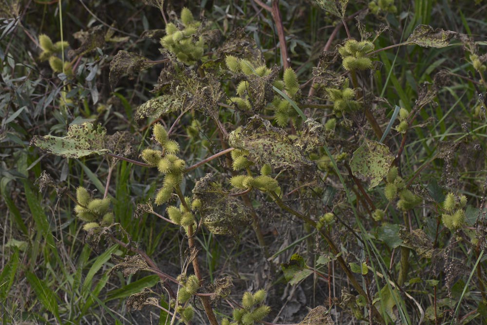 Ophraella communa, Crisomelide esotico